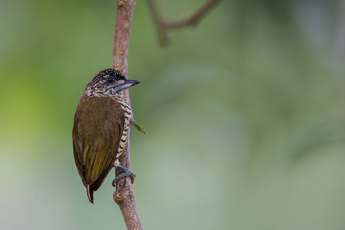 Orinokozwergspecht - ML646556497