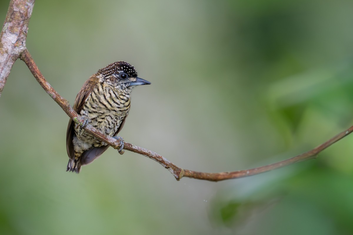 Orinokozwergspecht - ML646556498