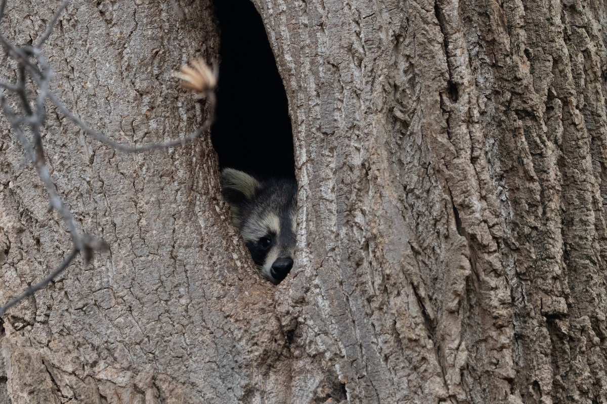 Raccoons - ML646556504