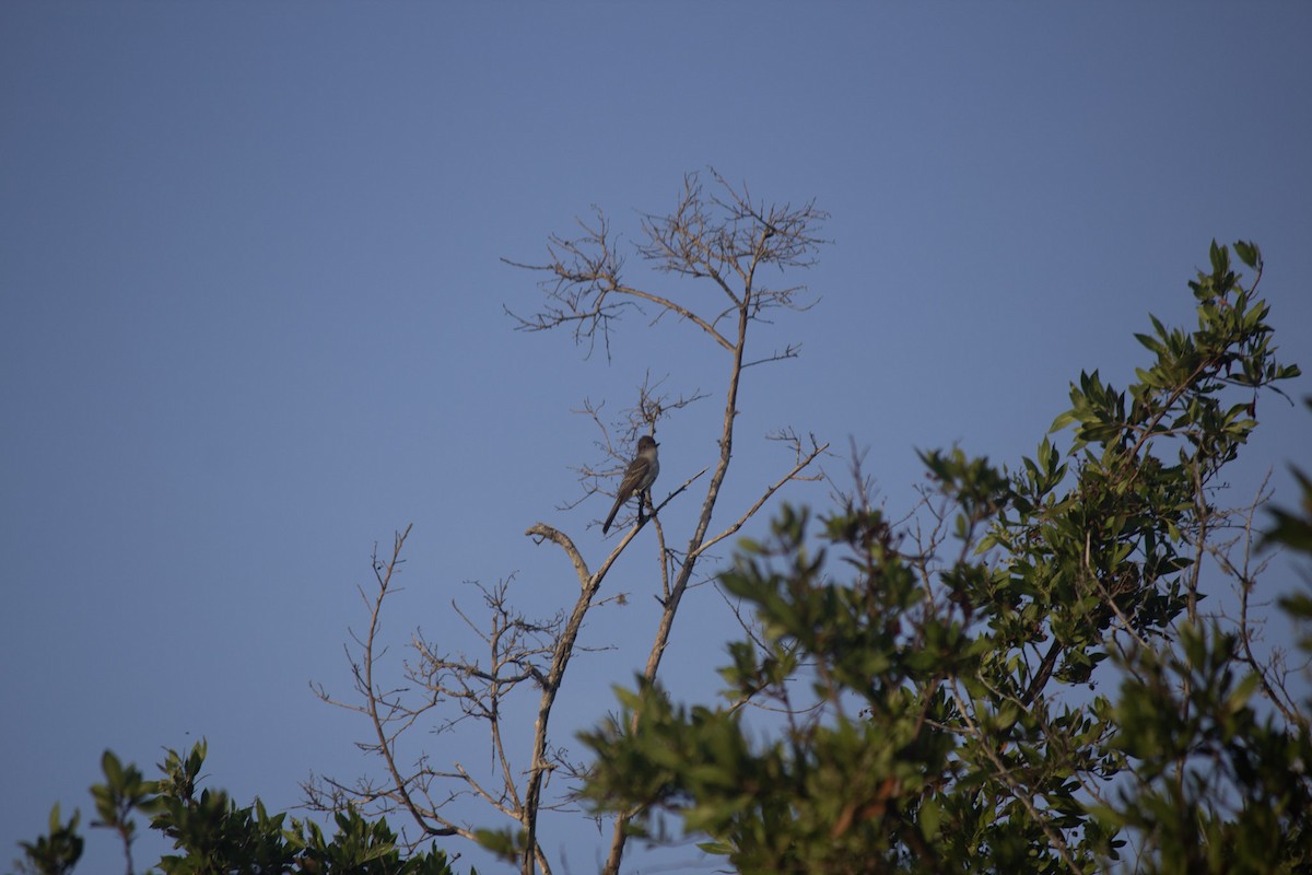 La Sagra's Flycatcher - ML646556509