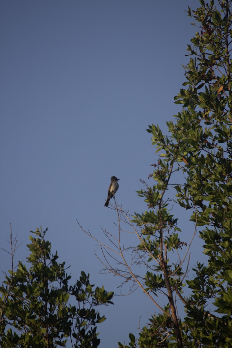 La Sagra's Flycatcher - ML646556510