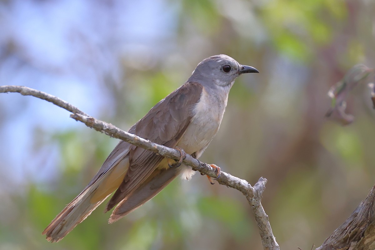 Sahul Brush Cuckoo - ML646556515