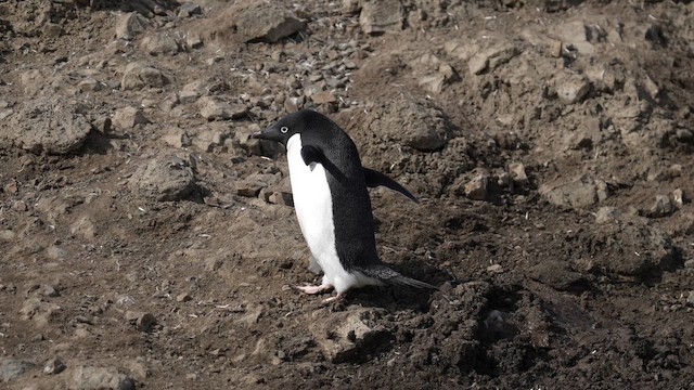 Adelie Penguin - ML646556520