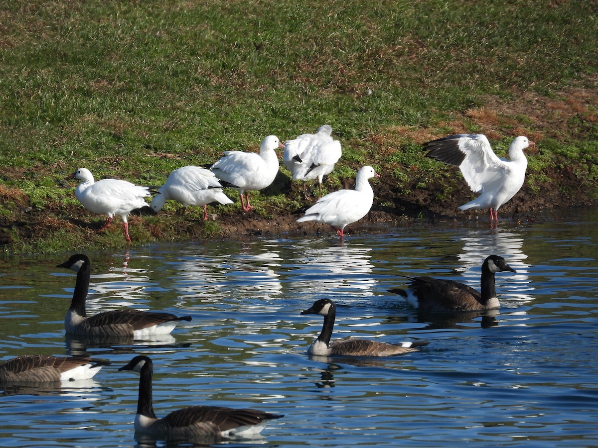 Canada Goose - ML646556522