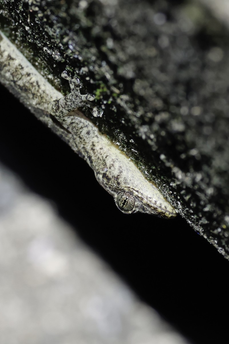 Animals - ML646556523