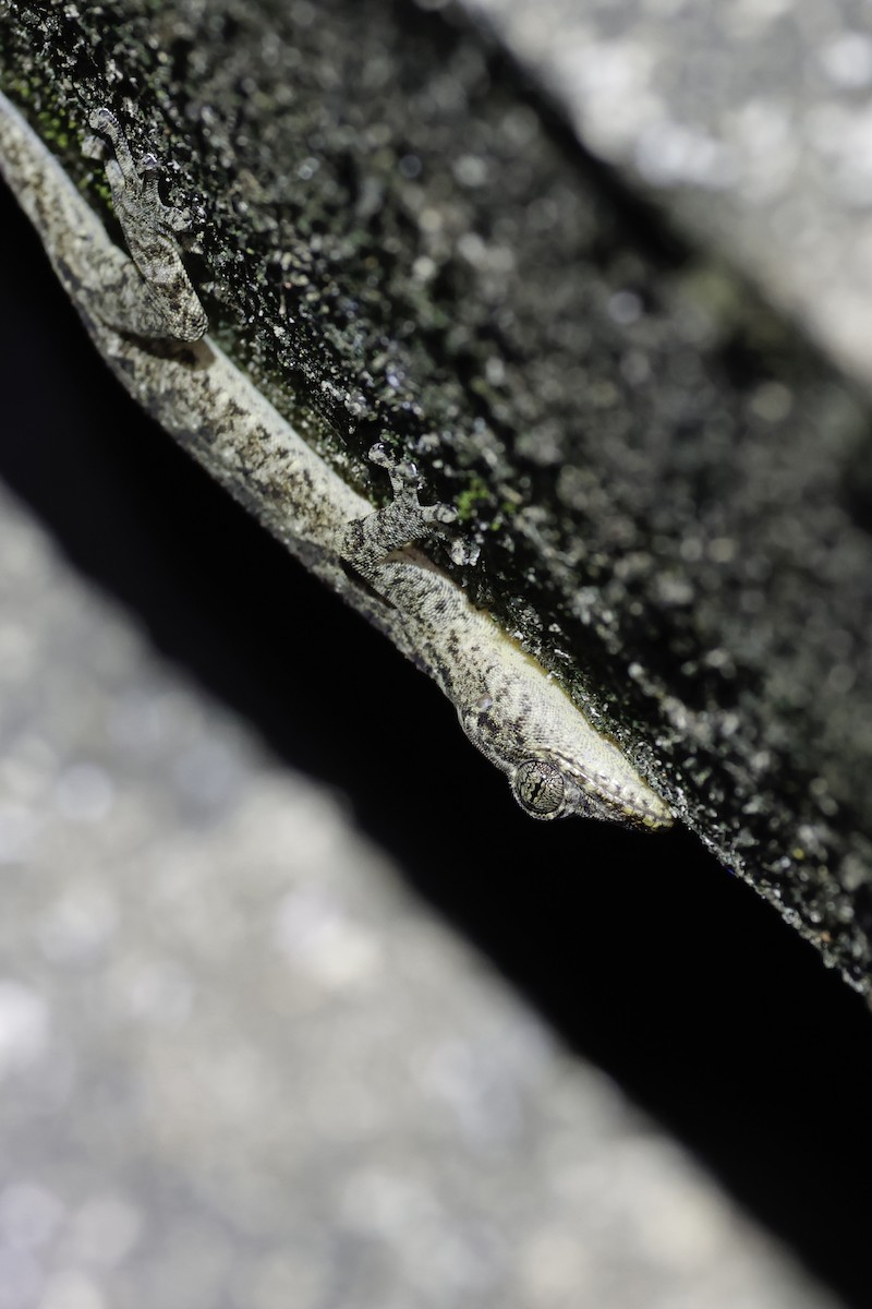 Animals - ML646556524