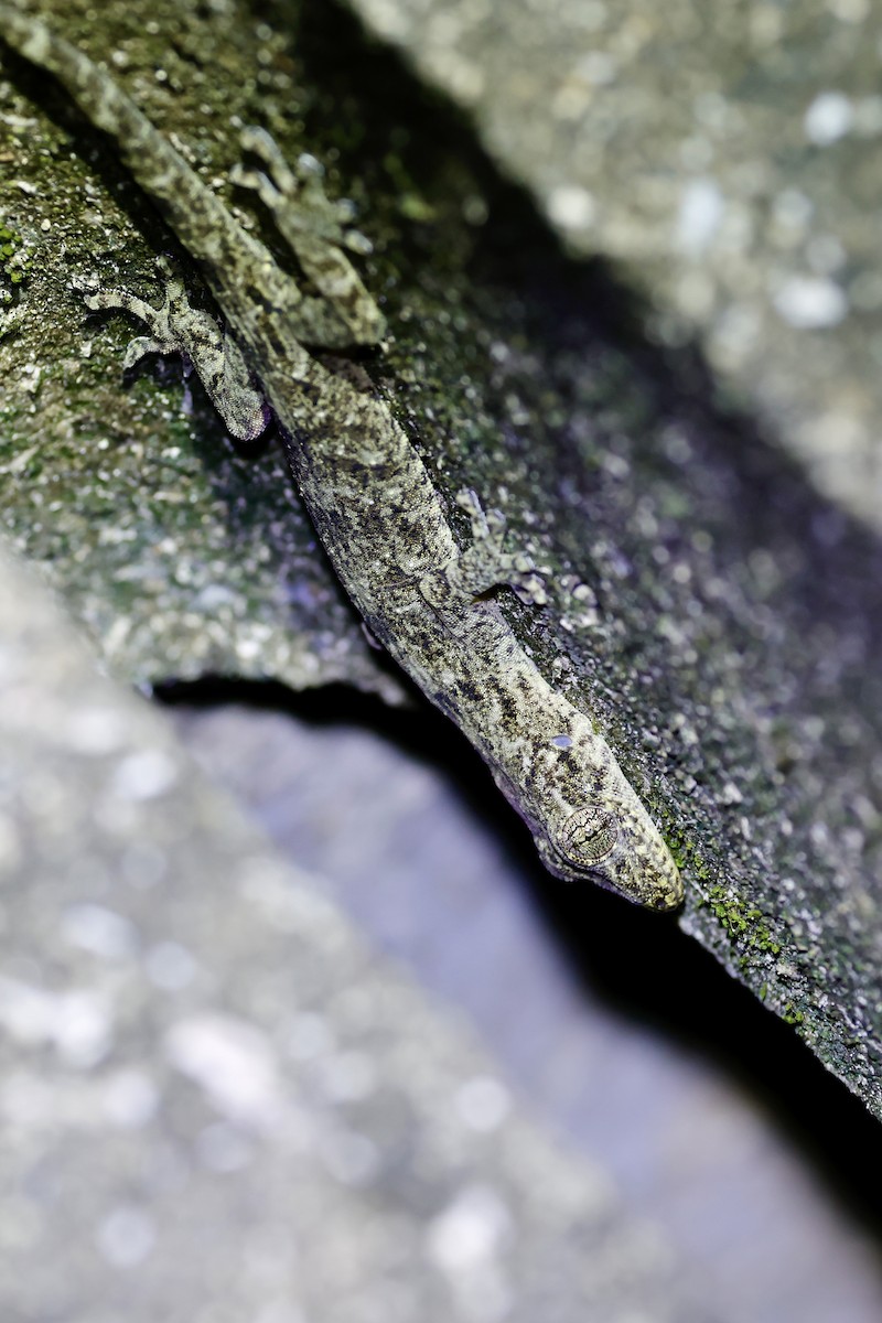 Animals - ML646556525