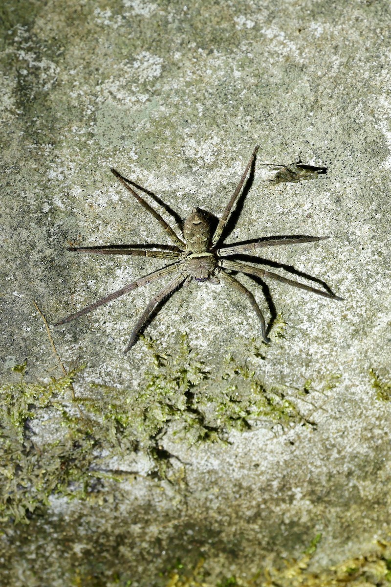 Animals - ML646556526