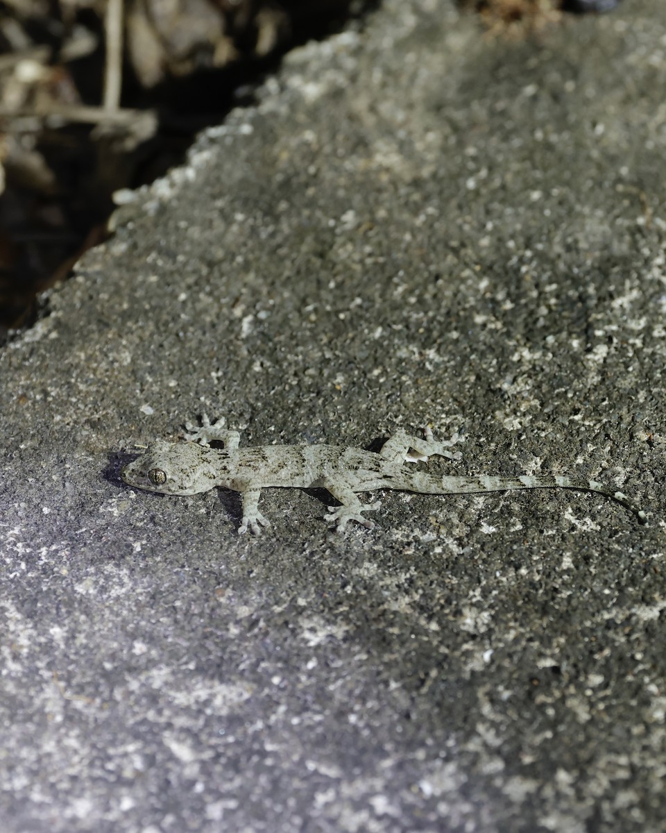 Animals - ML646556528