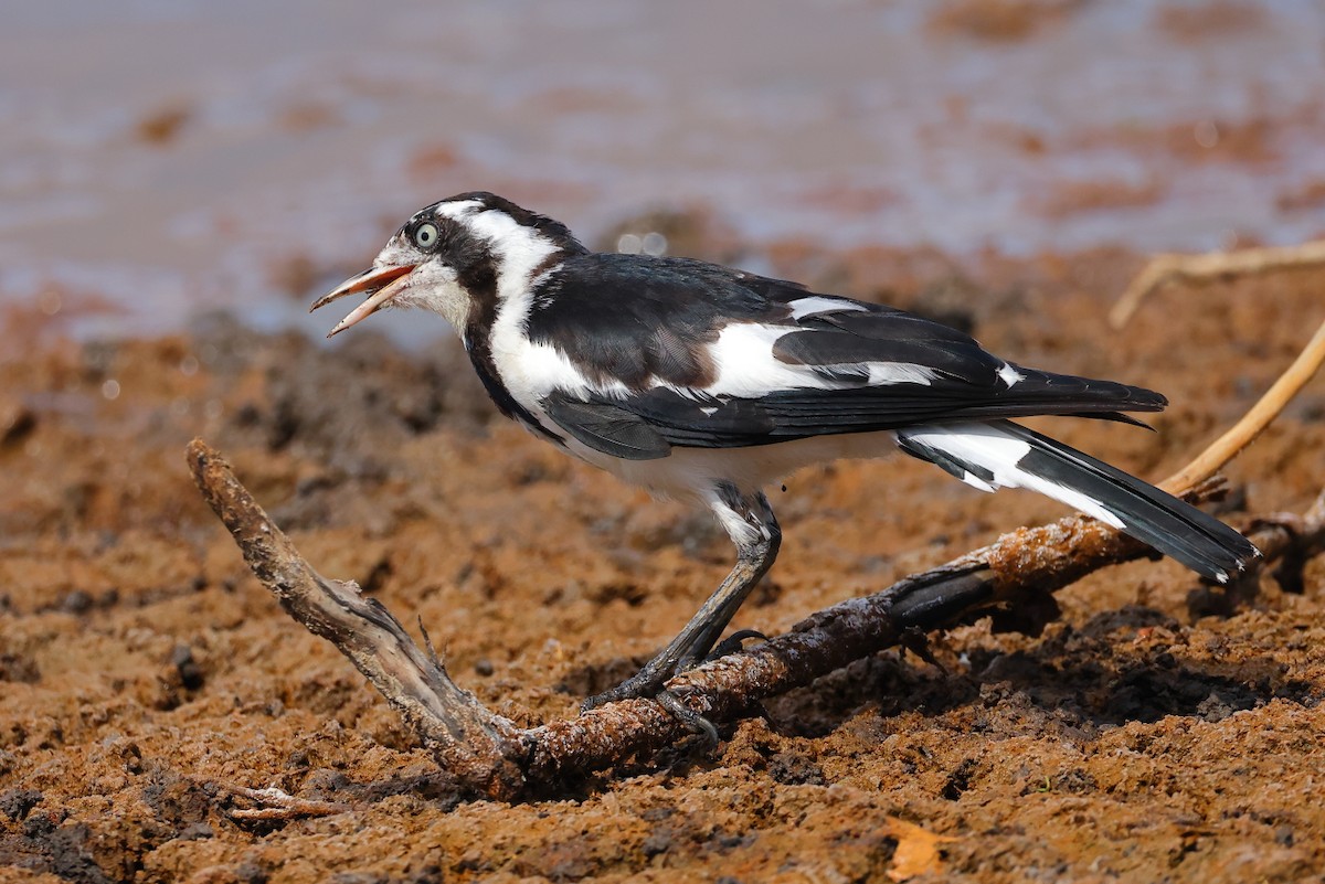 Сорочья граллина - ML646556530