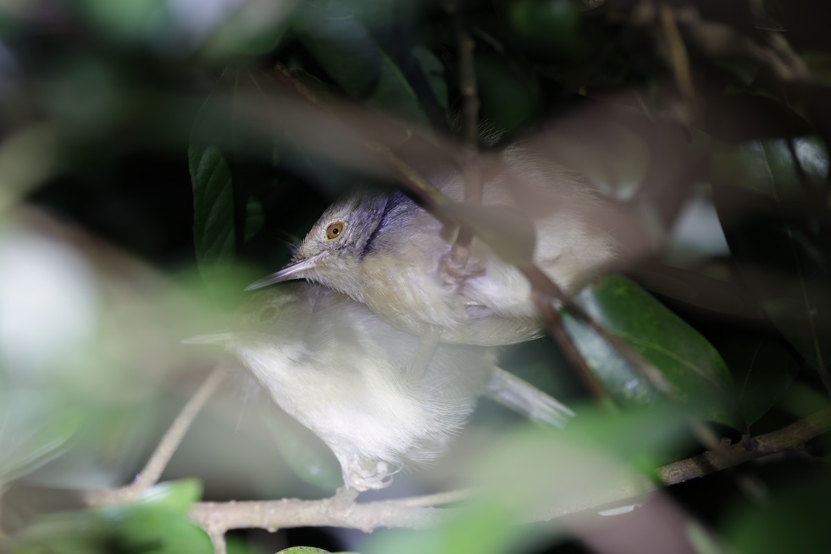 オナガサイホウチョウ - ML646556532