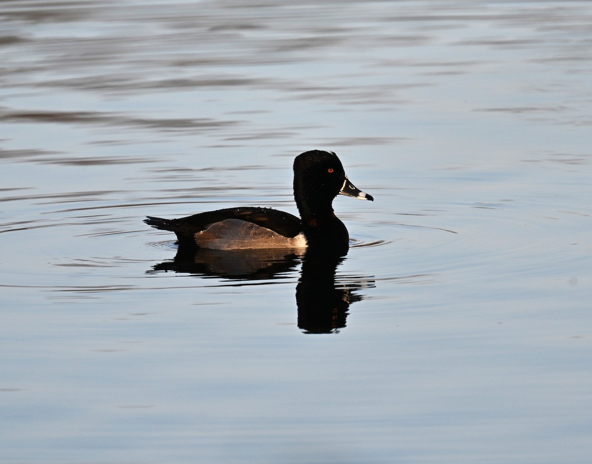 クビワキンクロ - ML646556533