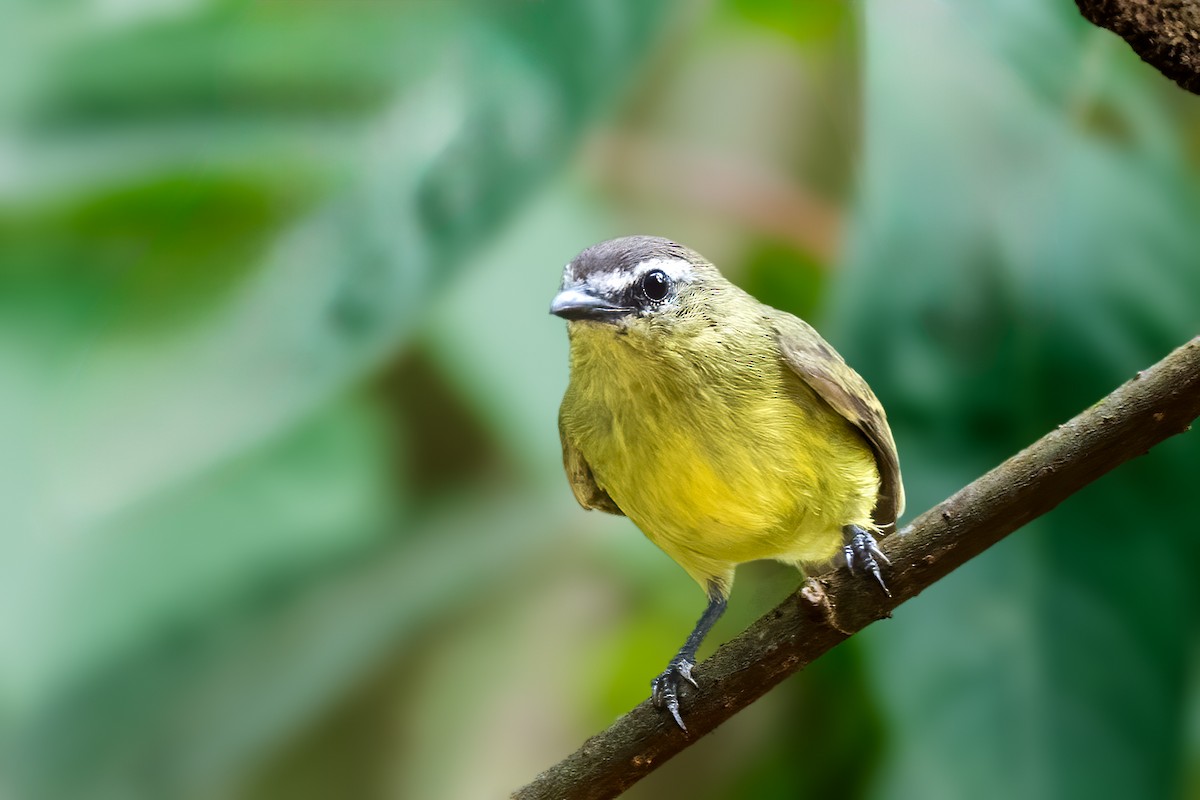 チャズキンコタイランチョウ - ML646556537