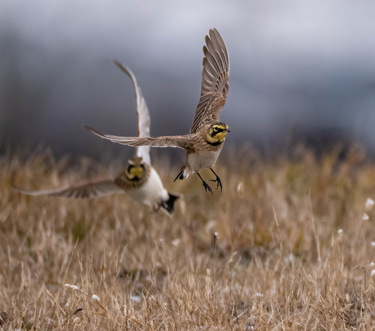 Horned Lark - ML646556538