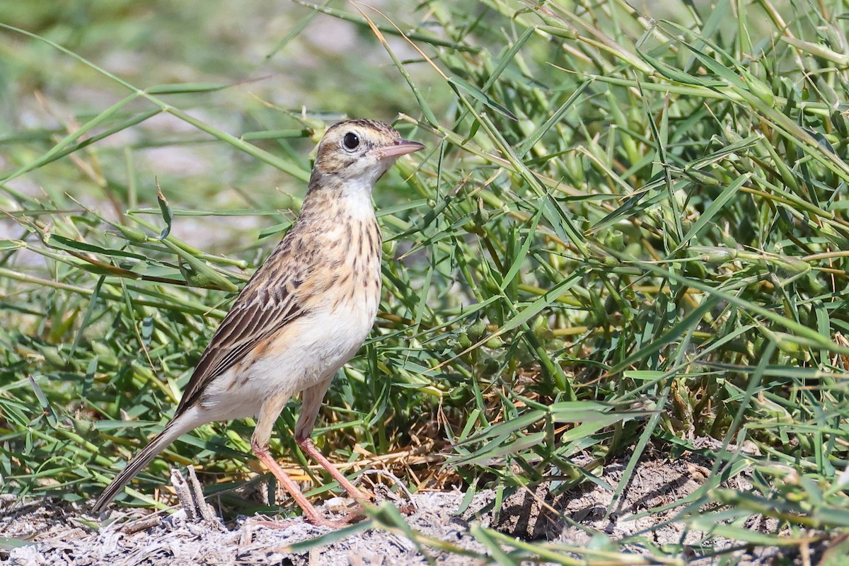 Australian Pipit - ML646556539