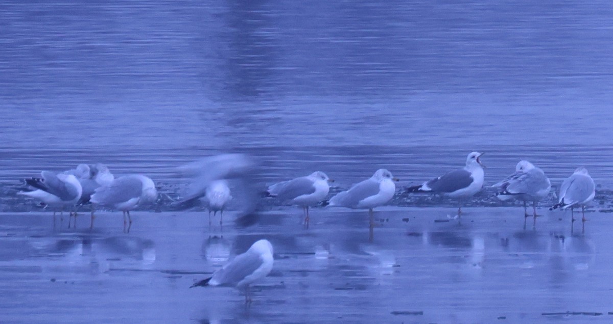 Goéland à bec court - ML646556540