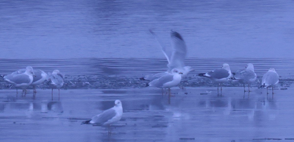 Goéland à bec court - ML646556541