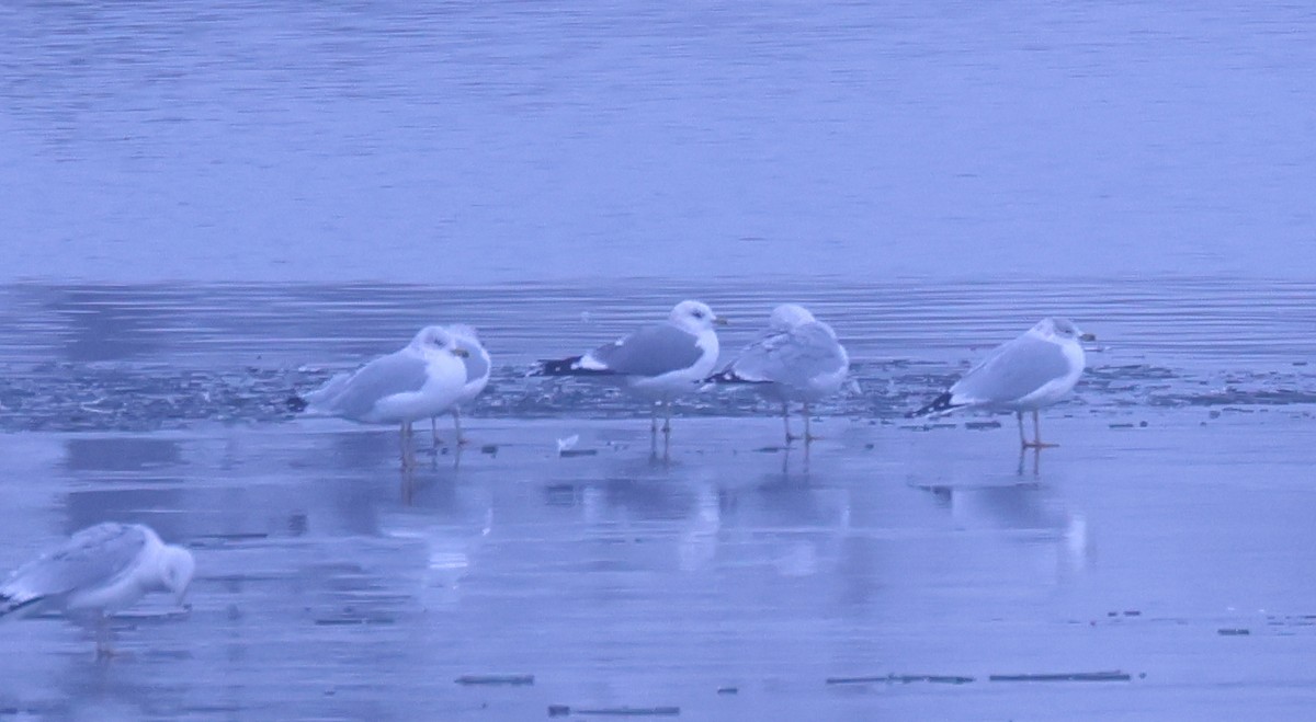 Goéland à bec court - ML646556542