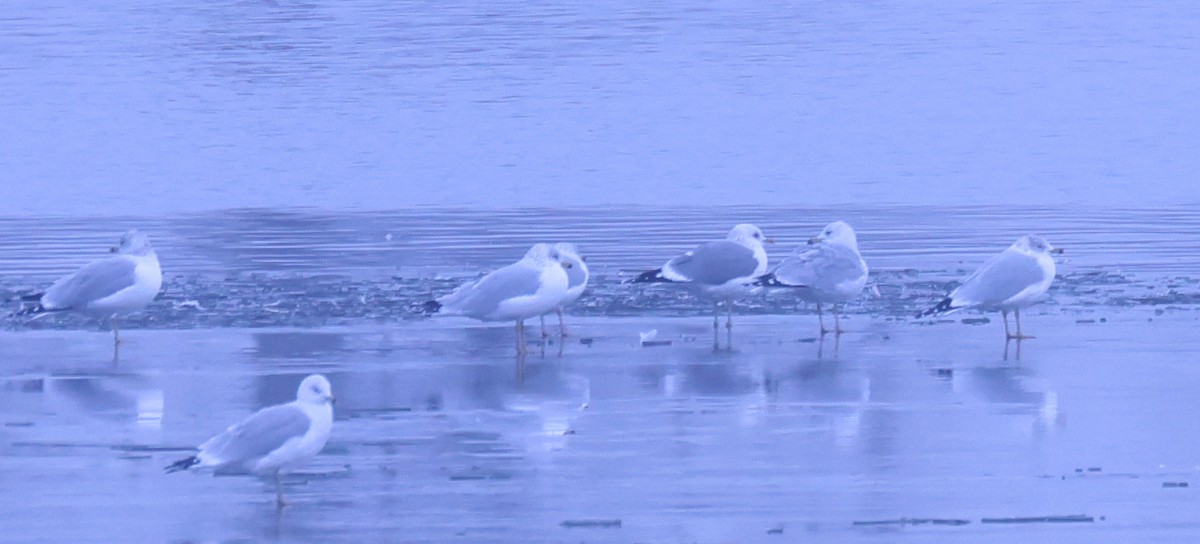 Goéland à bec court - ML646556543