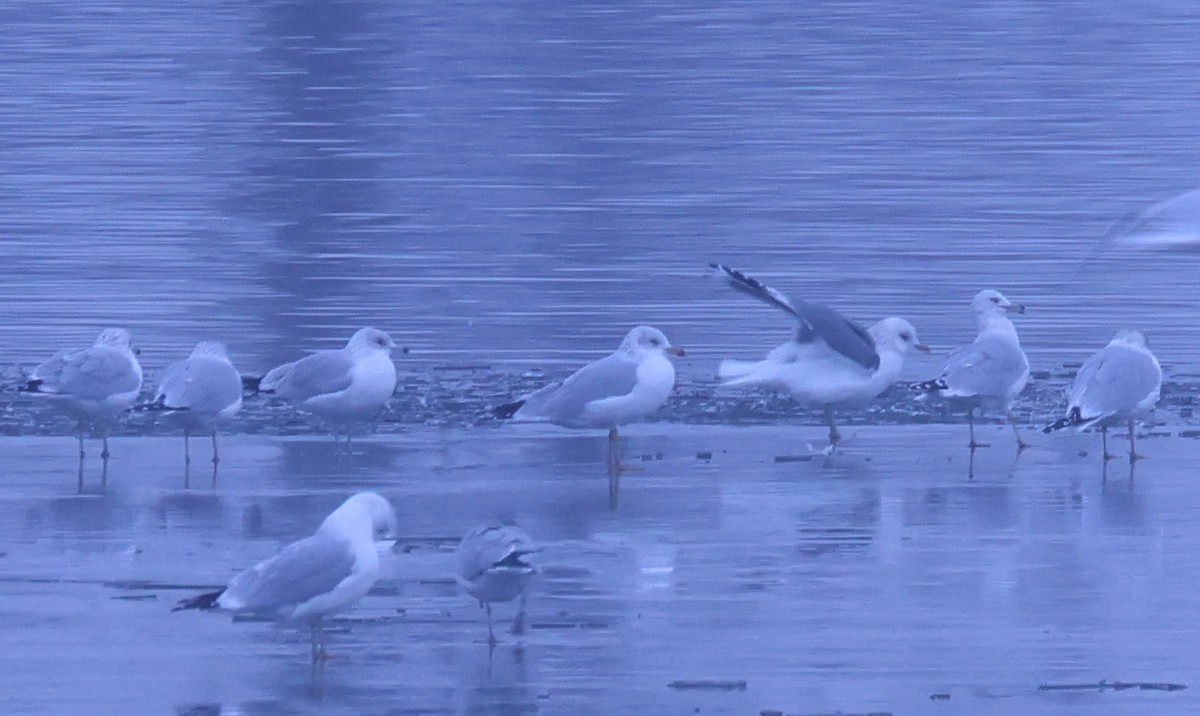 Goéland à bec court - ML646556544