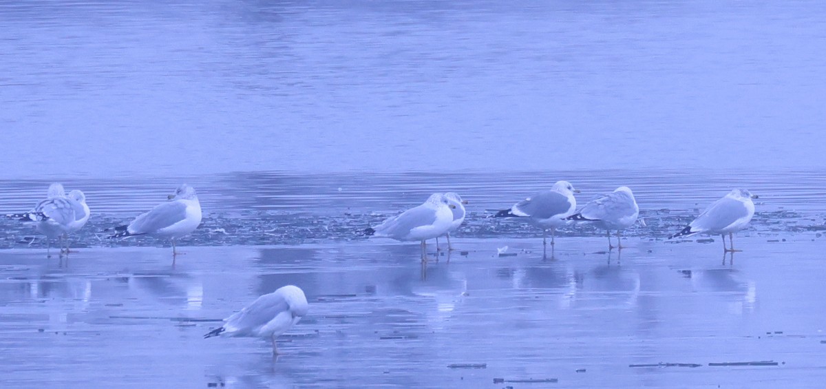 Goéland à bec court - ML646556546