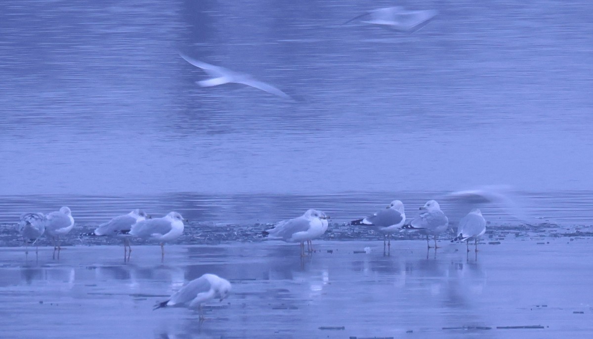 Goéland à bec court - ML646556547