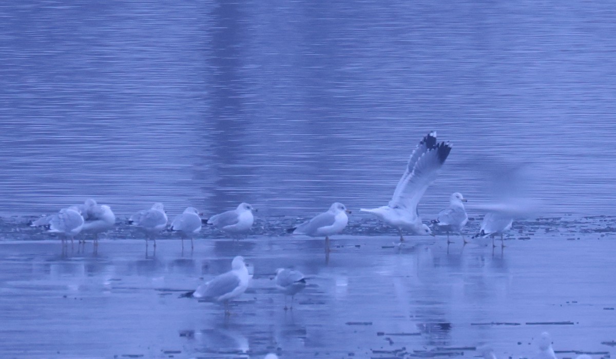 Goéland à bec court - ML646556548