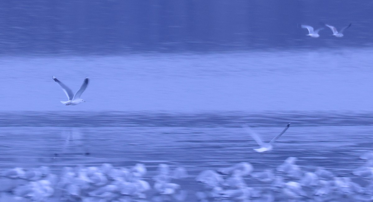 Goéland à bec court - ML646556549