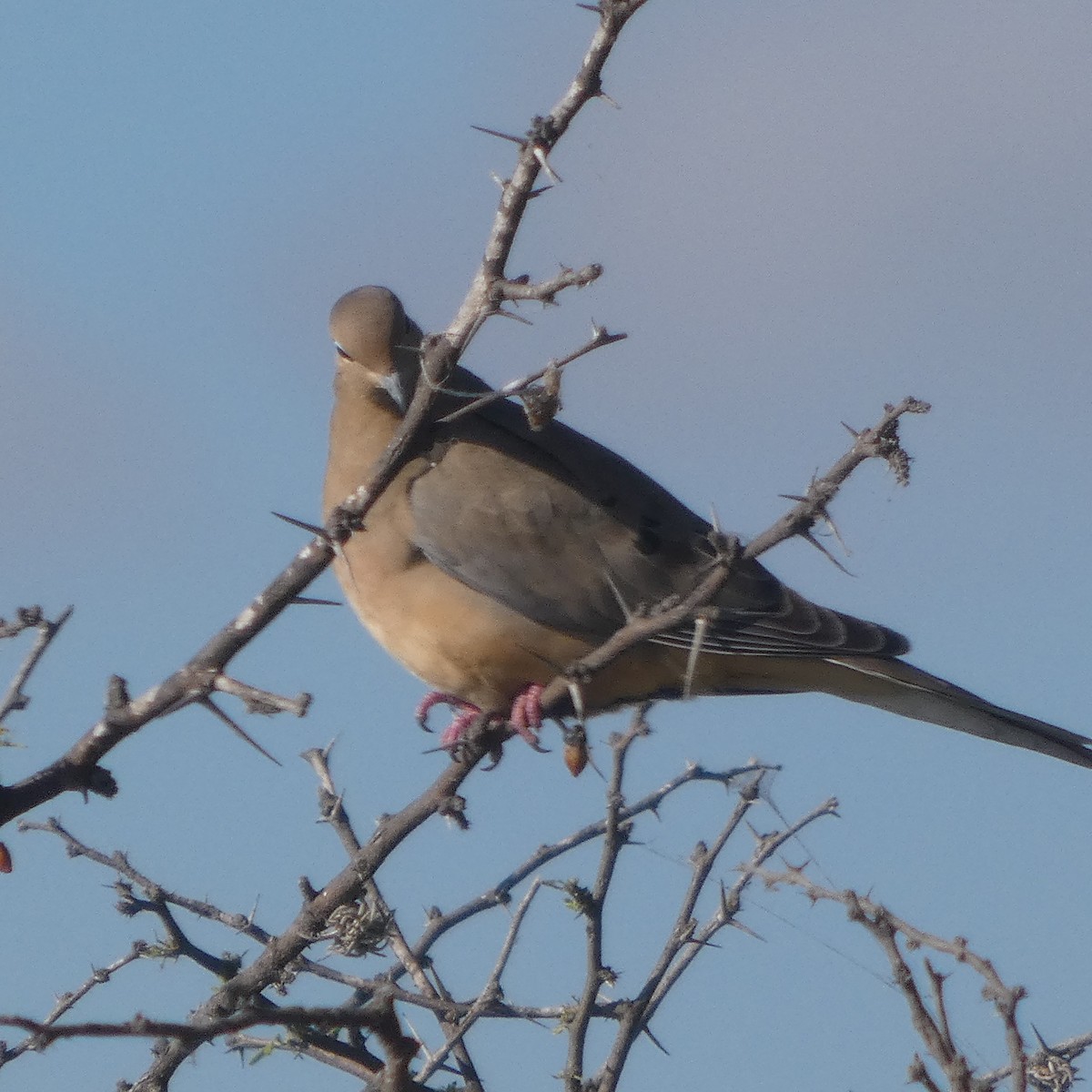 ナゲキバト - ML646556551