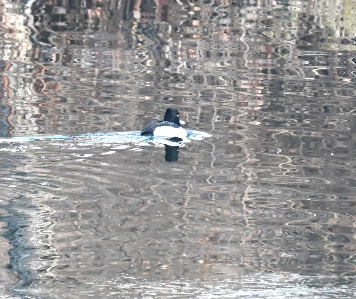 クビワキンクロ - ML646556552