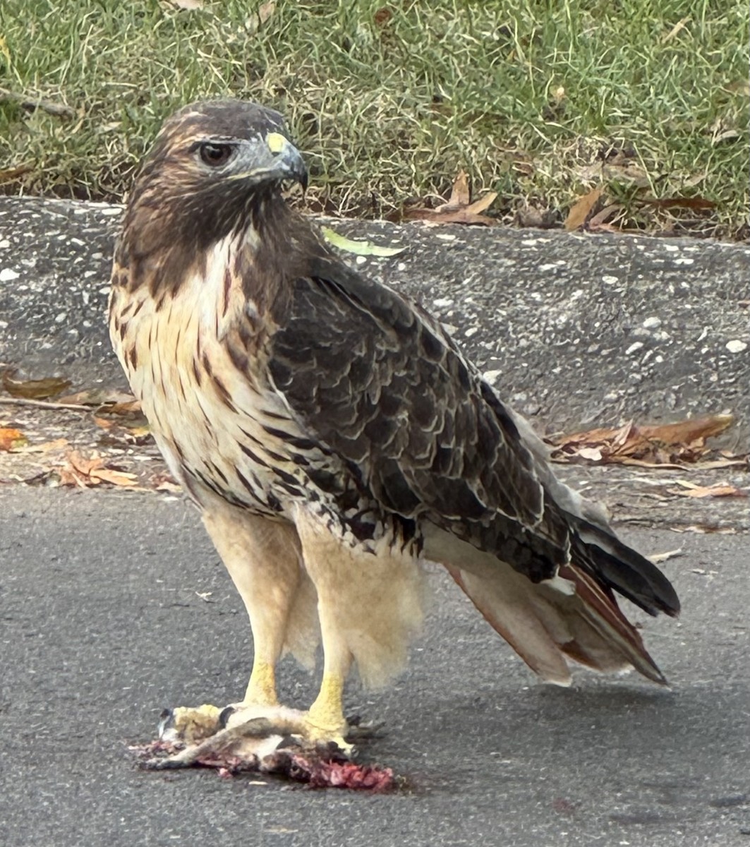 アカオノスリ - ML646556553