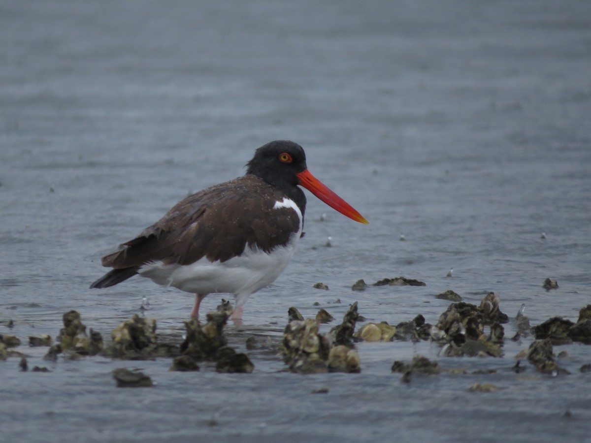 アメリカミヤコドリ - ML646556554