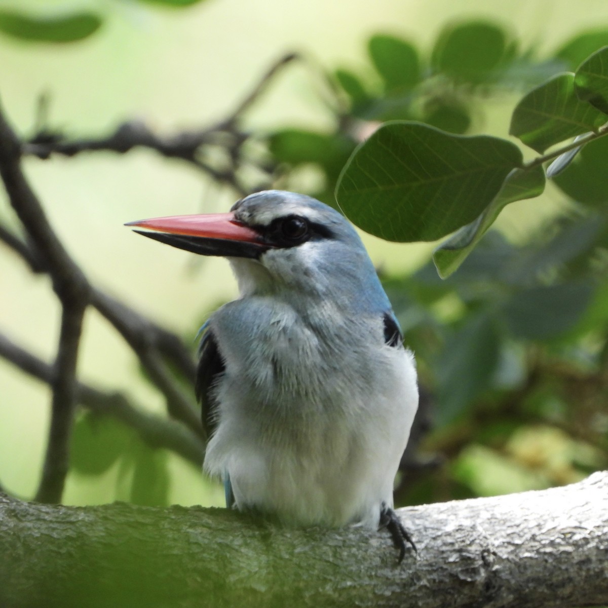 セネガルショウビン - ML646556556