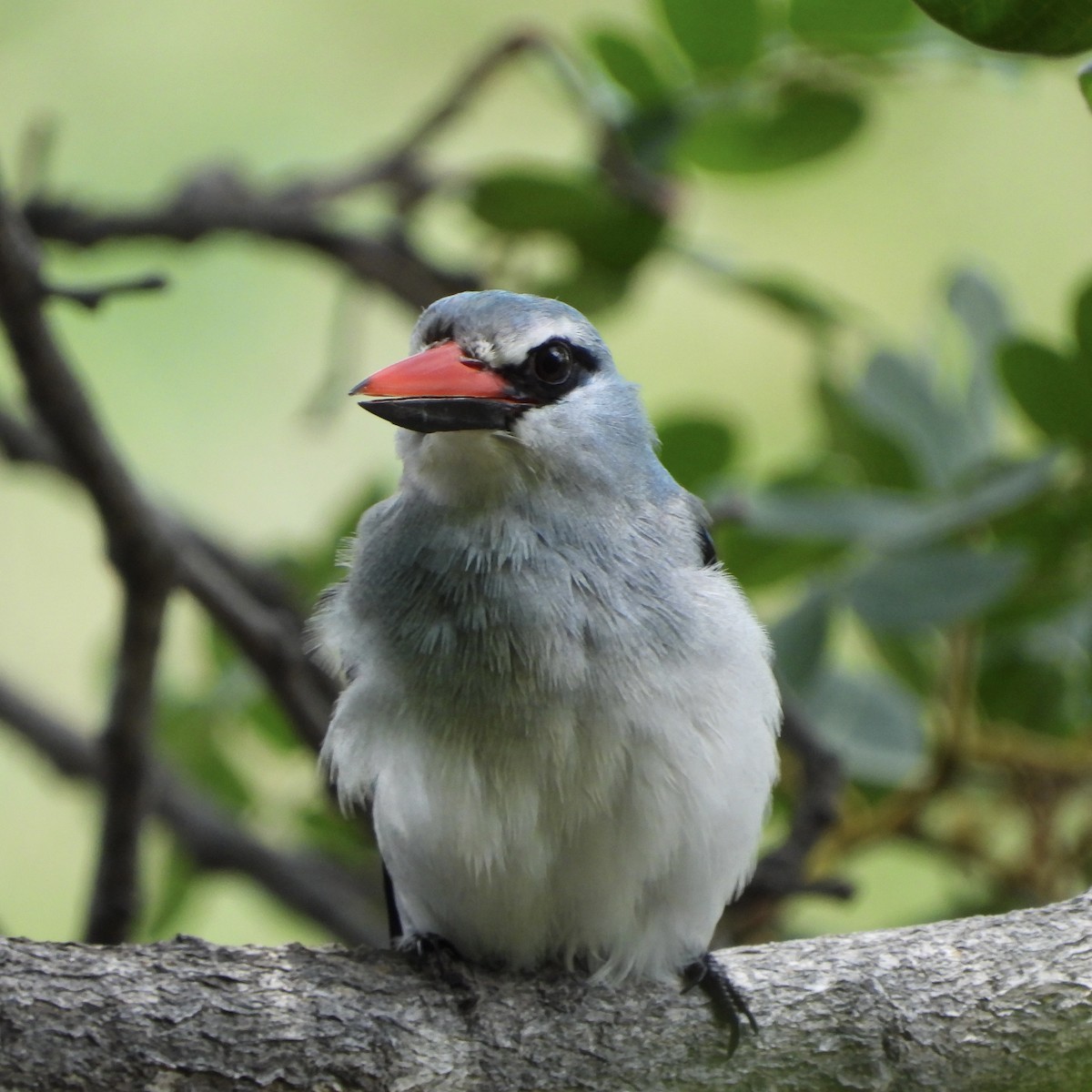 セネガルショウビン - ML646556557