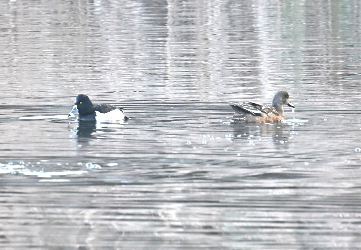 クビワキンクロ - ML646556561