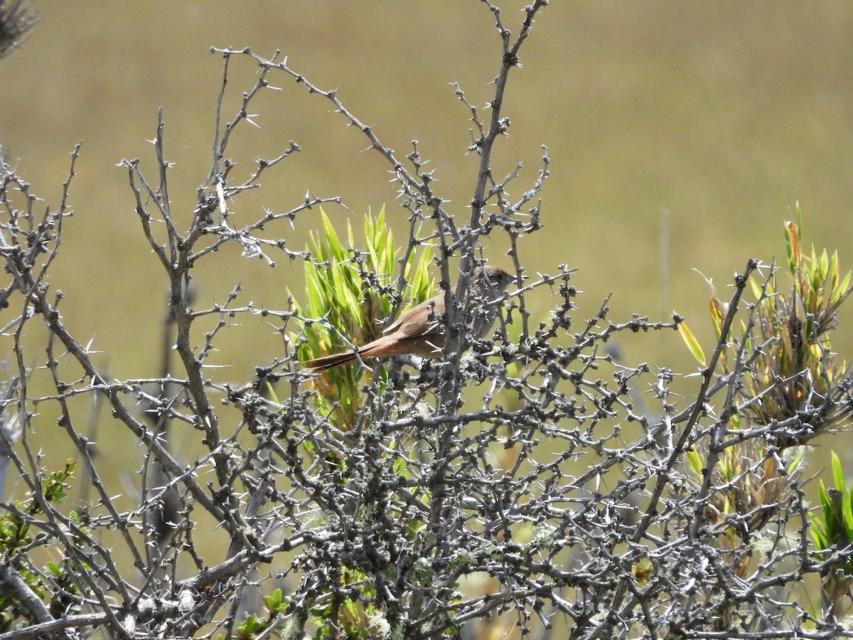 アカアゴカマドドリ - ML646556562