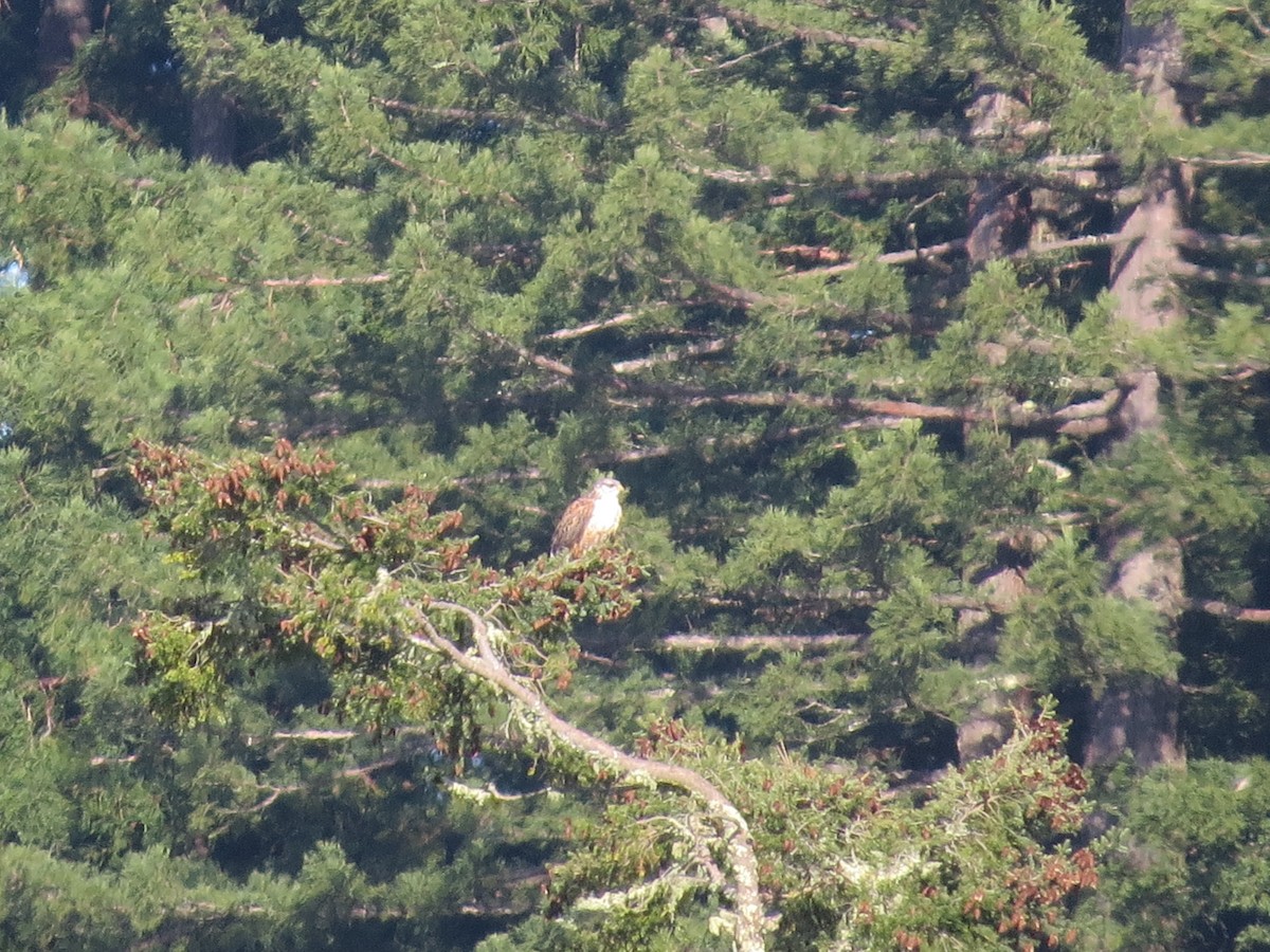 アカケアシノスリ - ML646556566