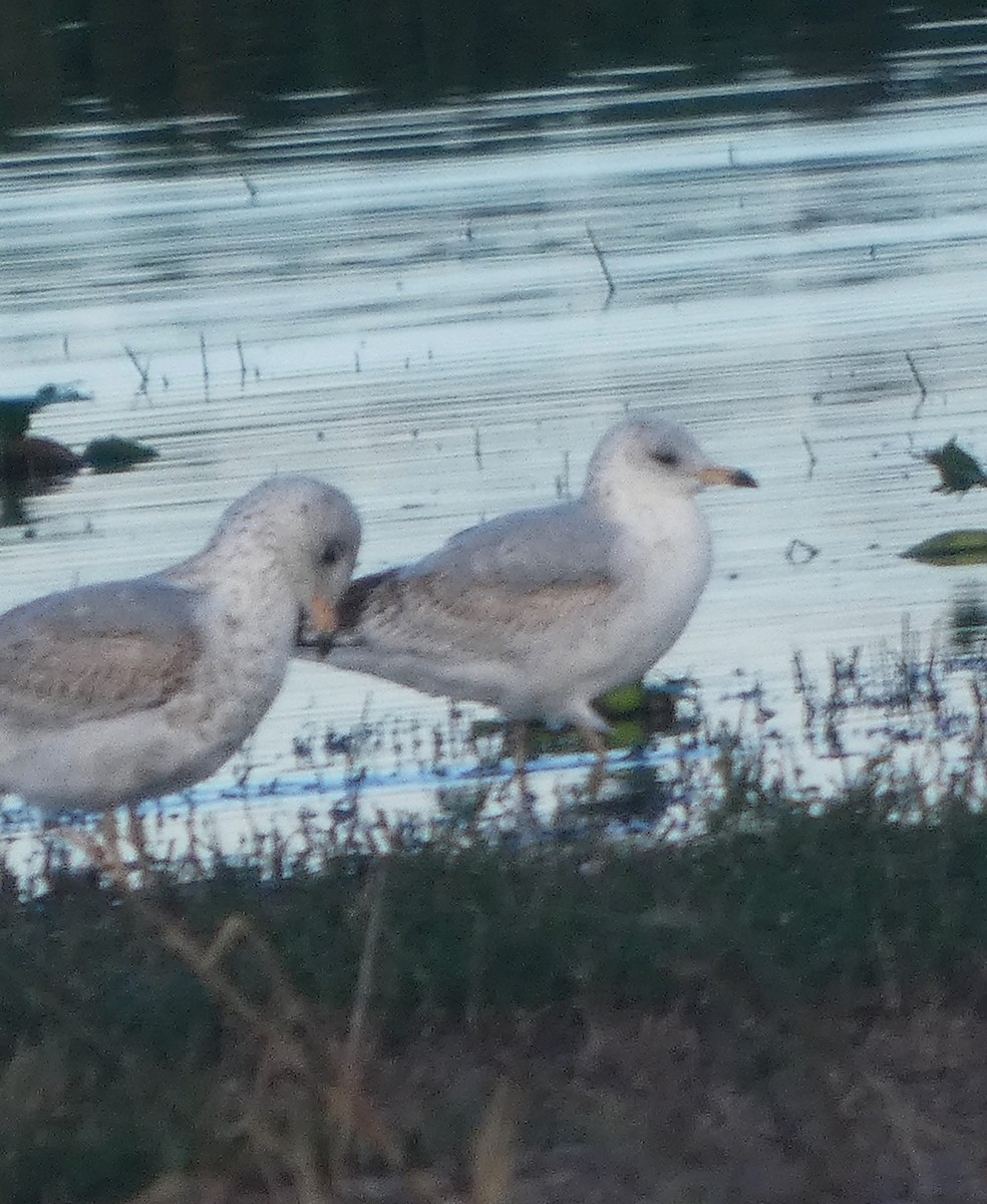 クロワカモメ - ML646556567