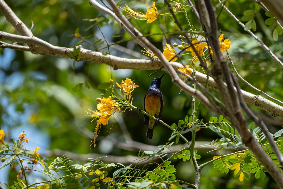 Variable Sunbird (Orange-chested) - ML646556569