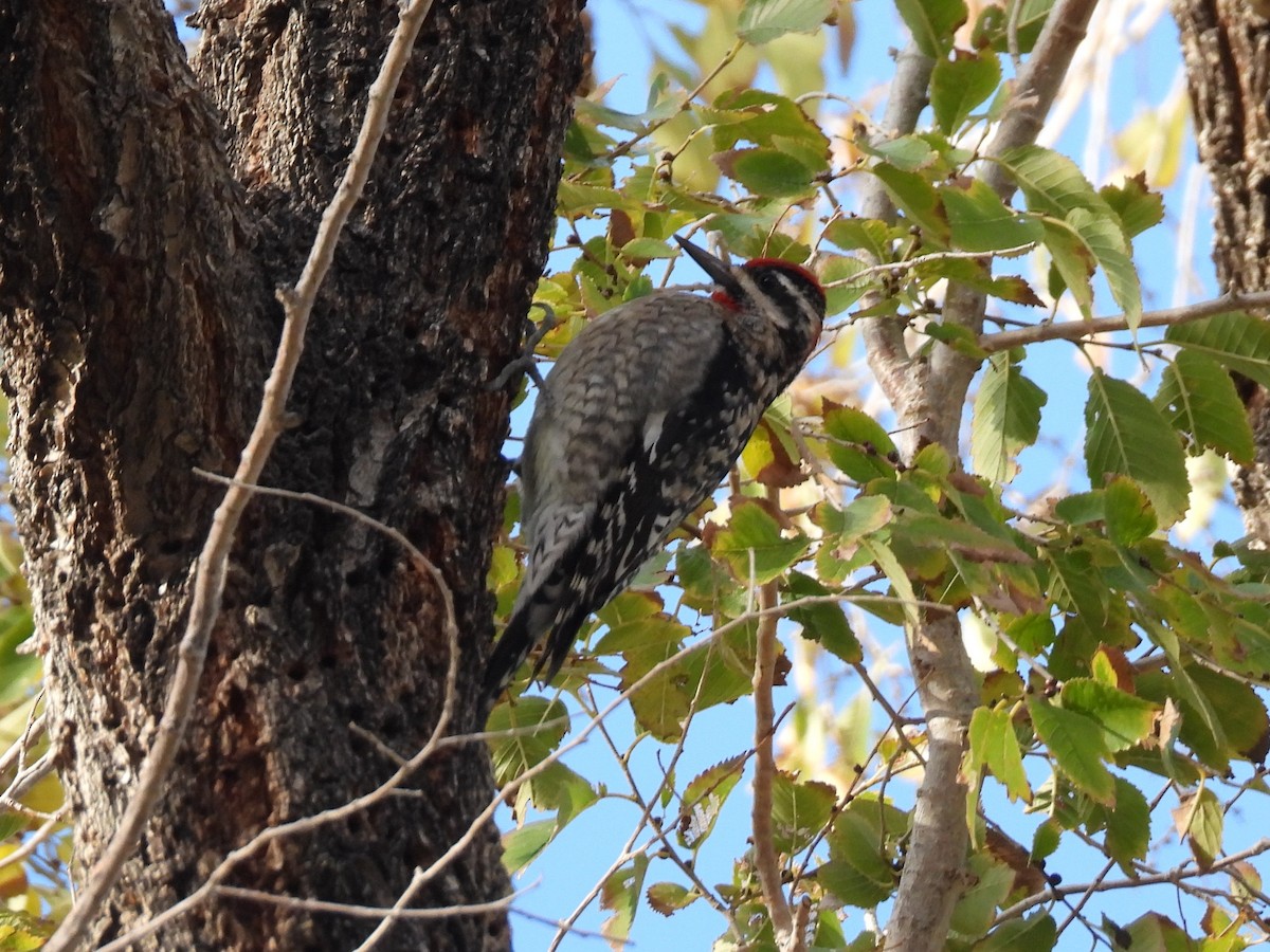 アカエリシルスイキツツキ - ML646556570