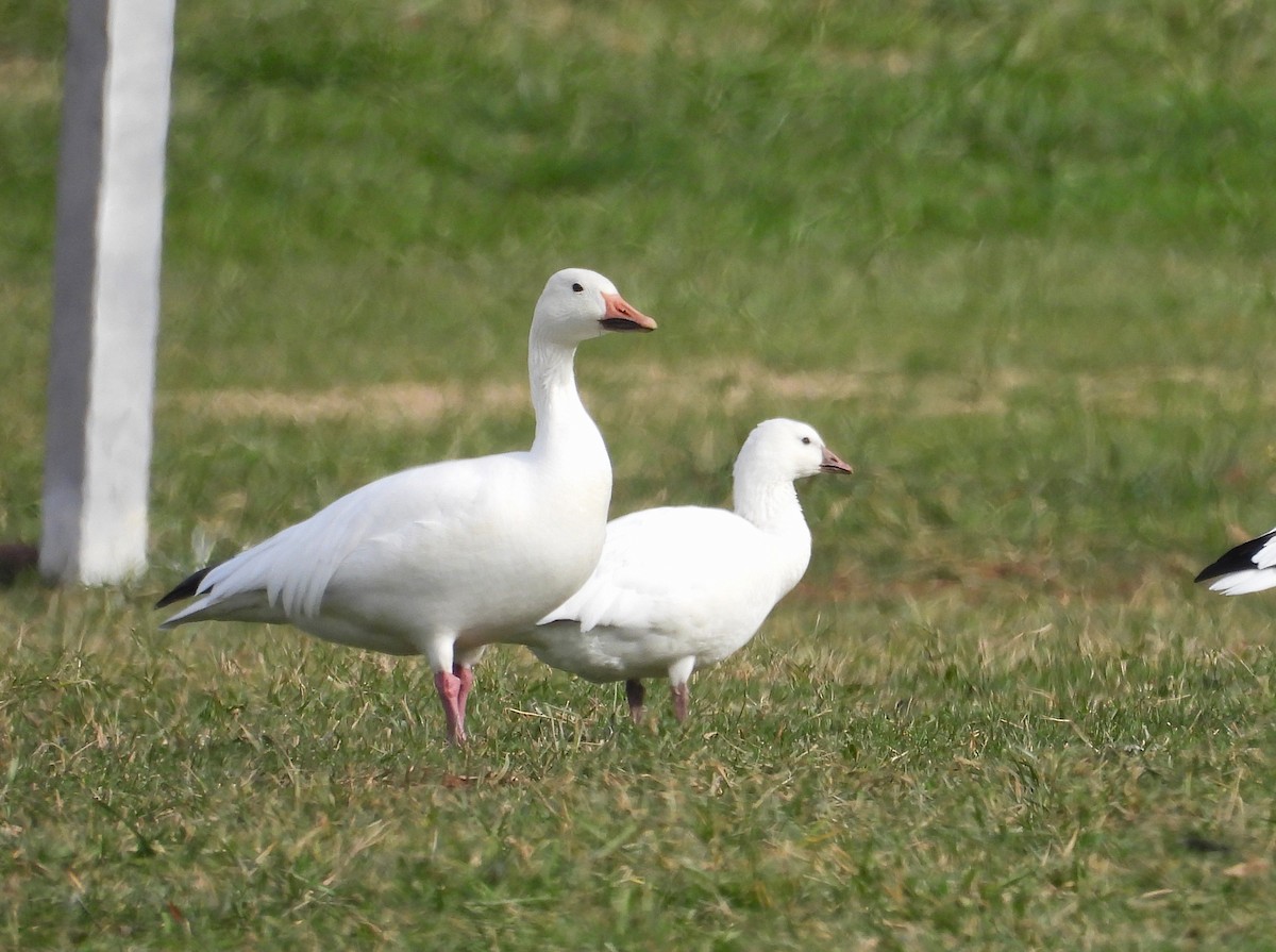Snow Goose - ML646556573
