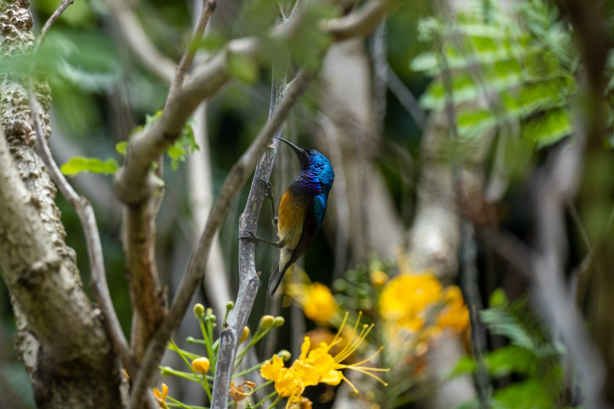 Variable Sunbird (Orange-chested) - ML646556574