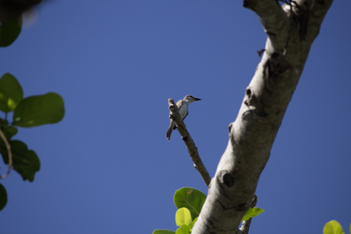 Gray Kingbird - ML646556578