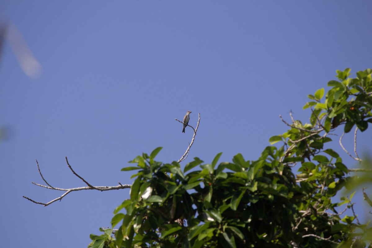 Gray Kingbird - ML646556581