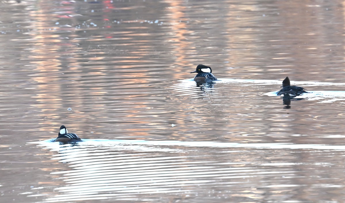 オウギアイサ - ML646556583