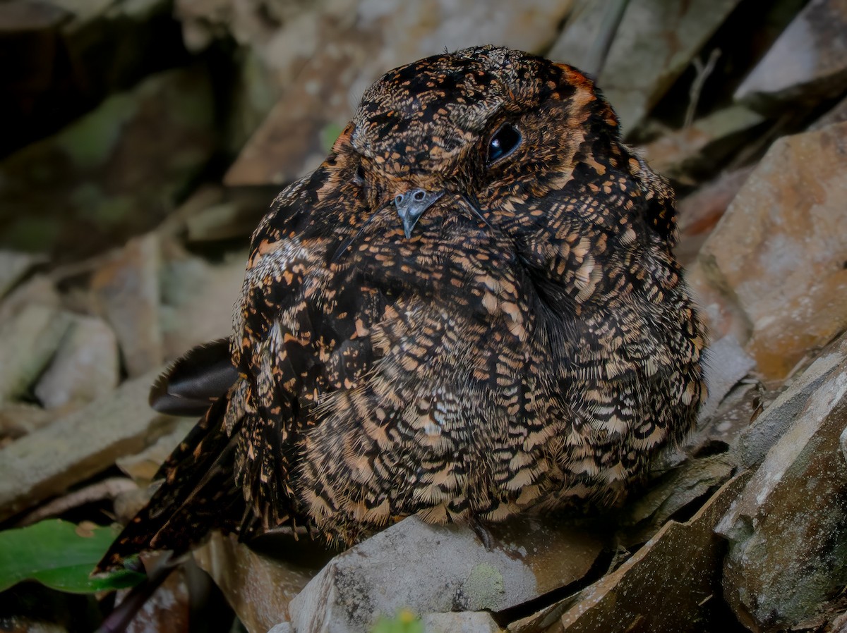 タテゴトヨタカ - ML646556585