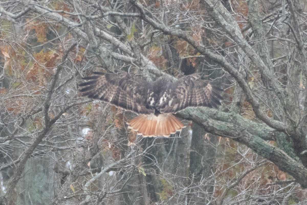 Red-tailed Hawk - ML646556586