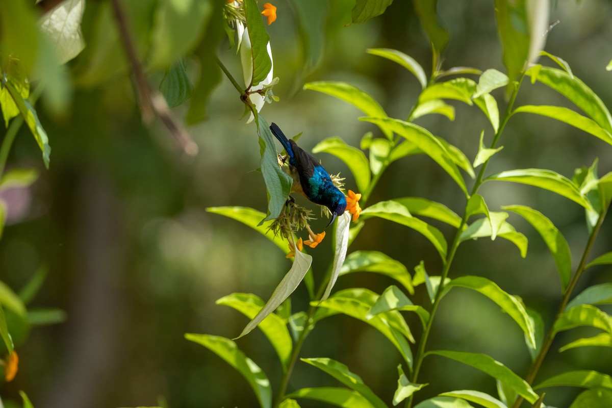 Variable Sunbird (Orange-chested) - ML646556587