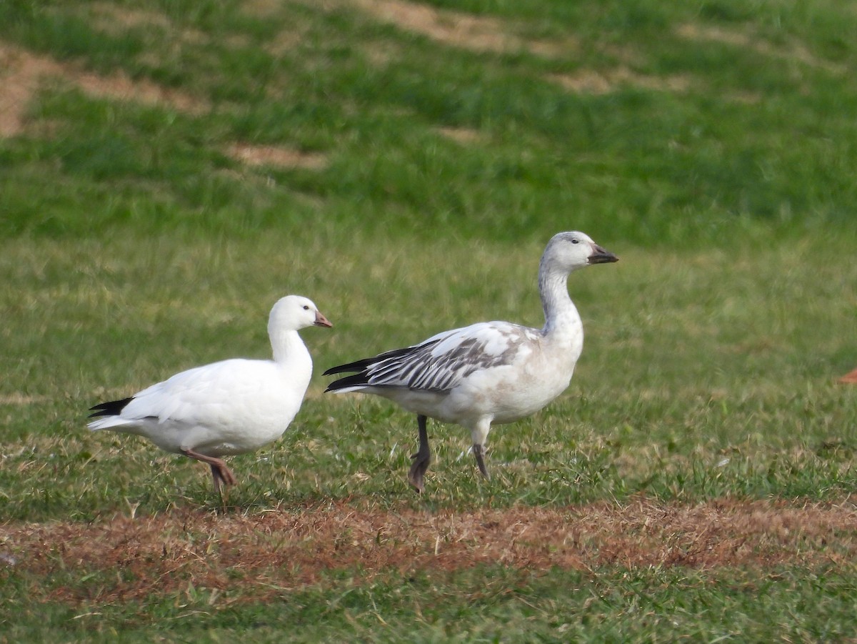 Ross's Goose - ML646556588