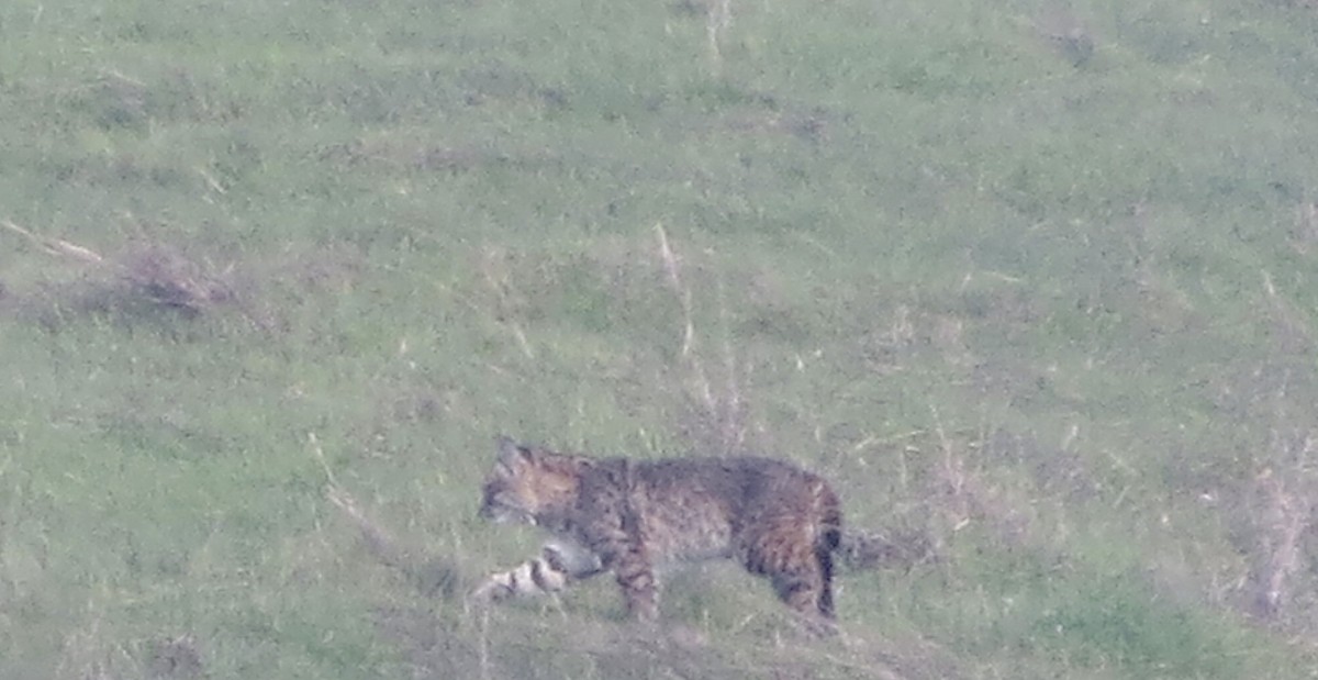 Bobcat - ML646556589